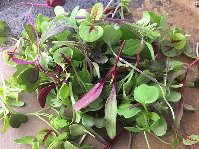 マイクロベビーリーフ