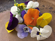 画像をギャラリービューアに読み込む, ビオラ