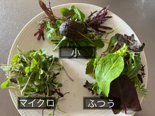 Load image into Gallery viewer, macro micro mix マクロマイクロミックス