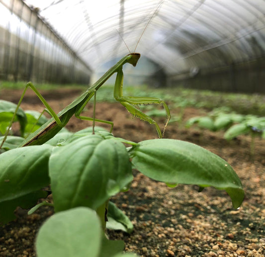 てんとう虫とカマキリが働く畑｜梶谷農園が「無農薬」と言わない理由