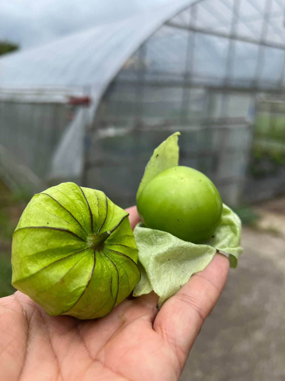 季節限定トマティーヨ｜サルサヴェルデで楽しむメキシコ野菜