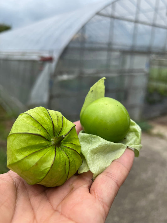季節限定トマティーヨ｜サルサヴェルデで楽しむメキシコ野菜