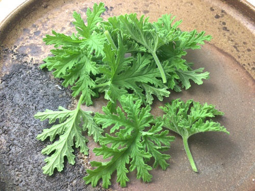 ローズゼラニウム葉