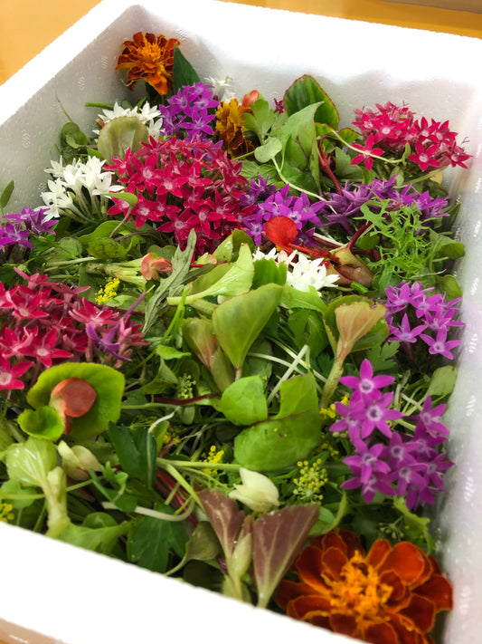 カジヤスゴイハーブBOX