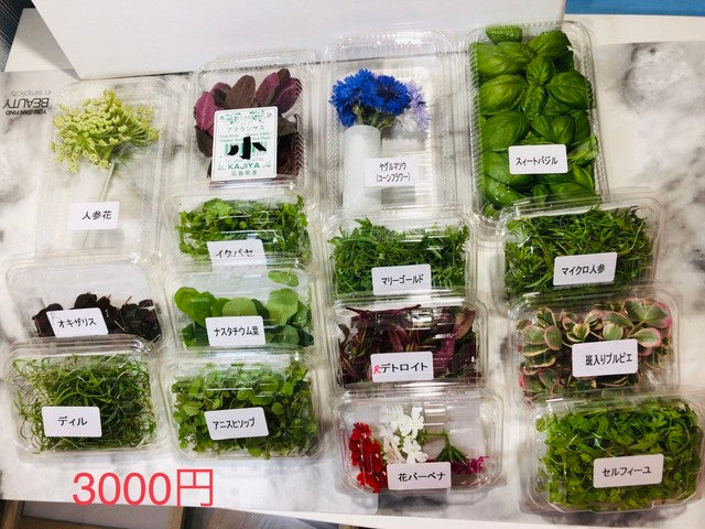 おまかせセット