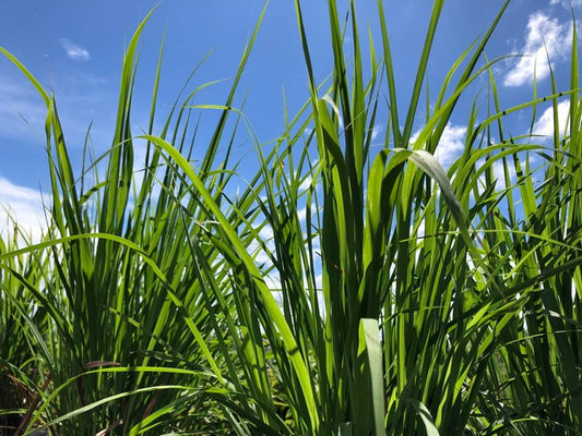 レモングラス500g